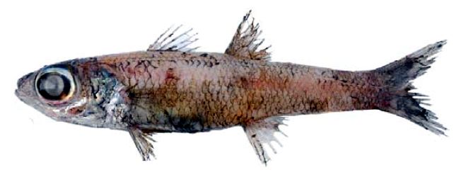 Epigonus denticulatus_02